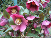 Helleborus unbekannt