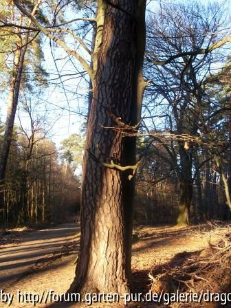 Waldspaziergang Januar 2008