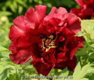 Paeonia lutea hybride 'Hephestos'