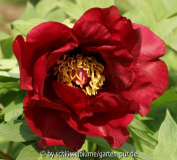 Paeonia lutea Hybride 'Daedalus'