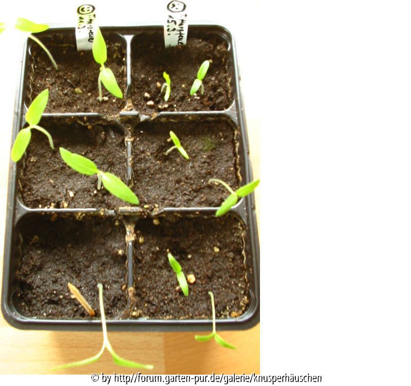 10/6 Tomaten pos. vom 11.03. u. neg. vom 15.03. am 21.03.: 10. (pos.) bzw. 6. (neg.) Tag