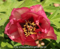 Paeonia lutea Hybride 'Gauguin'