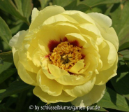 Paeonia lutea Hybride 'High Noon'