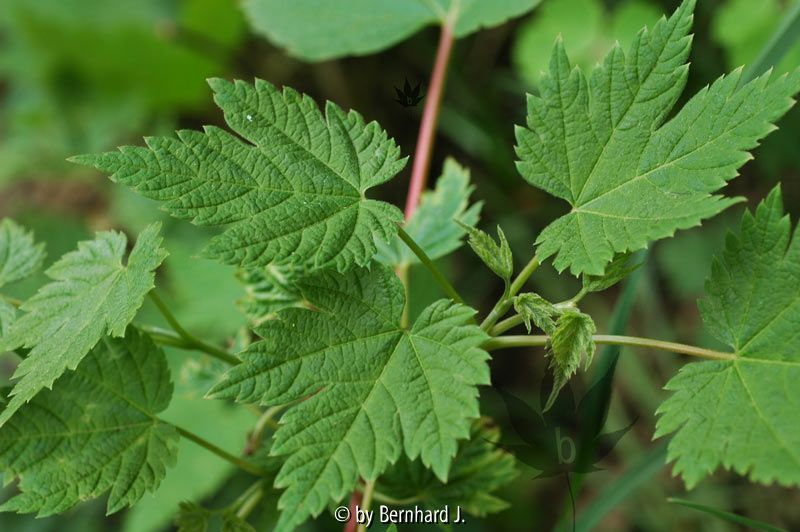 Acer barbinerve - Pointed-leaf Maple