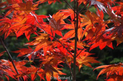 Acer palmatum 'Fireglow'