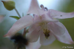 Akeleienblüte blassrosa