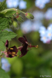 Geranium Phaeum und Vergissmeinnicht