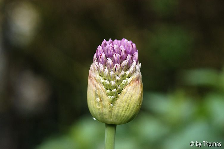 Allium Blütenknospe