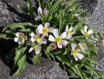 Ranunculus calandrinoides