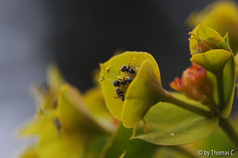 Euphorbienblüte in Arbeit