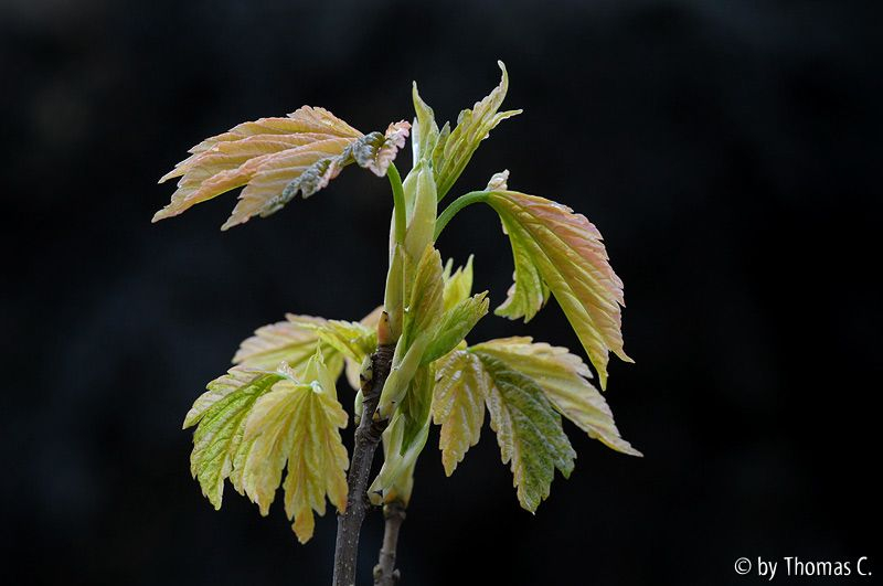 Acer campestre Austrieb