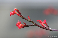 Acer Pink Dwarf Austrieb