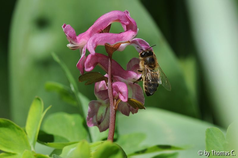 Corydalis mit Biene