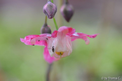 Epimedium verfolgt