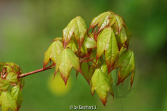 Acer cappadocicum 'Aureum'