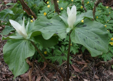 Trillium albidum 2008