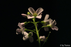 Wiesenschaumkraut