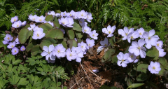 Jeffersonia dubia 2008