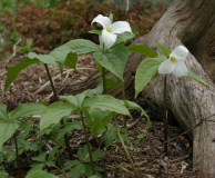 Trillium grandiflorum