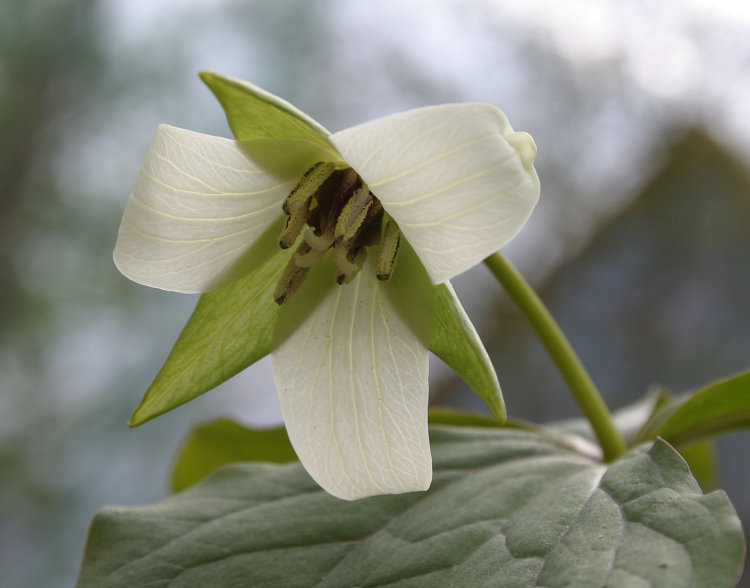 Trillium erectum 'Album'