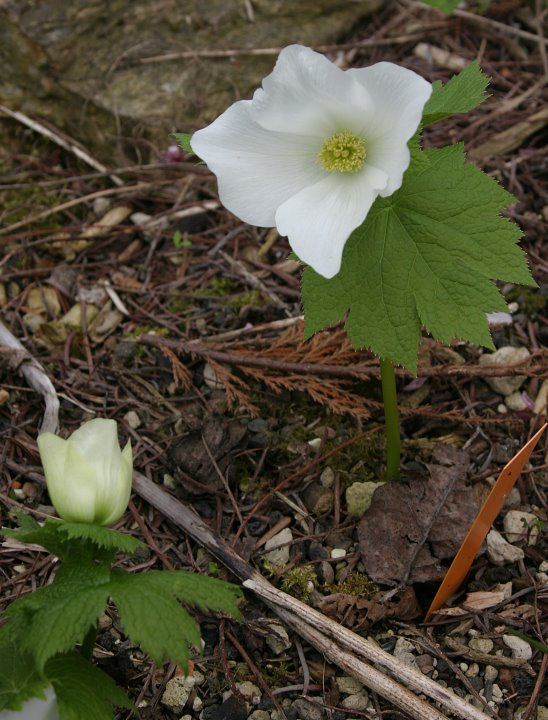 Glaucidium palmatum