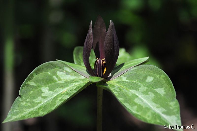 Trillium streng im Jugendstil