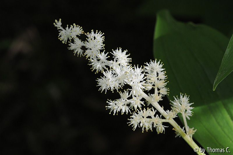 Smilacina racemosa blüht