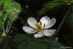 Himalaya-Maiapfel Blüte 1