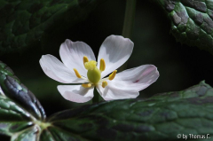 Himalaya-Maiapfel Blüte 2