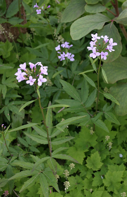 Cardamine bulbifera