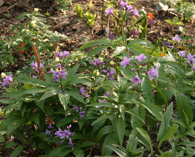 Cardamine pentaphyllos