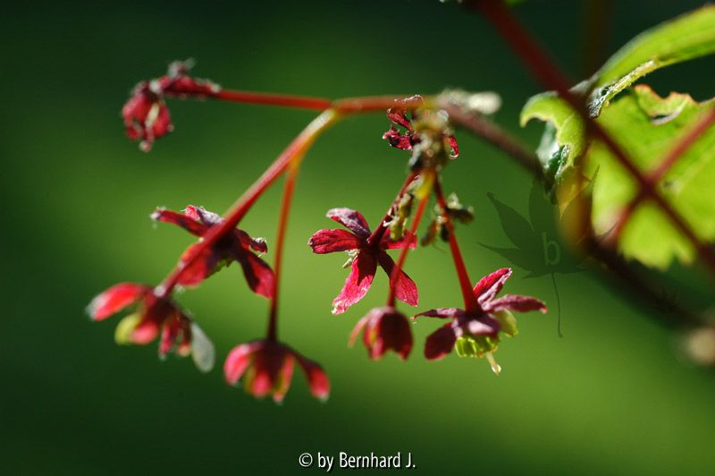 Acer circinatum - Nordamerikanischer Scharlachahorn