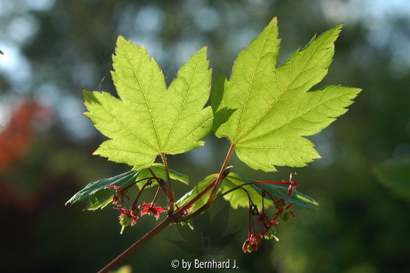 Acer circinatum - Nordamerikanischer Scharlachahorn