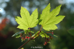 Acer circinatum - Nordamerikanischer Sch