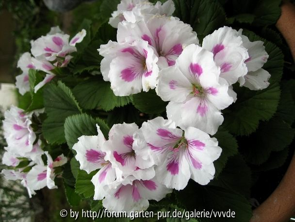 Pelargonium grandiflorum _White Splash