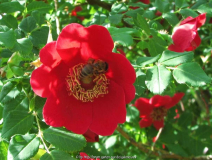 Rosa Mojesii Geranium