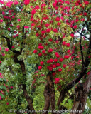 rhodo arboreum rot