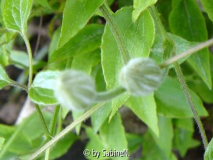 Clematis Chrystal Fountain Knospen am 1.