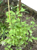 Clematis Chrystal Fountain im ersten Jah