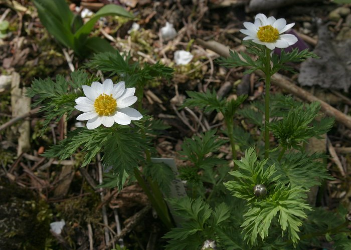 Adonis davidii (Syn. brevistyla)