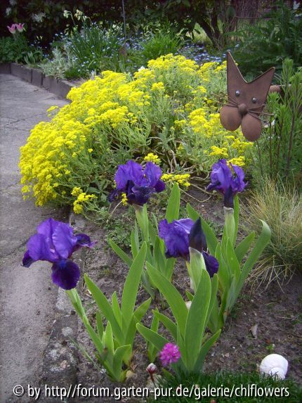 Iris barbata nana 