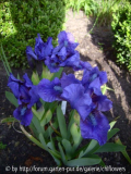 Iris barbata nana 