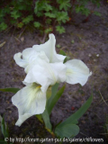 Iris barbata nana Lilly White