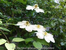 clematis guernsey queen.jpg