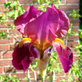 Iris barbata rotviolett