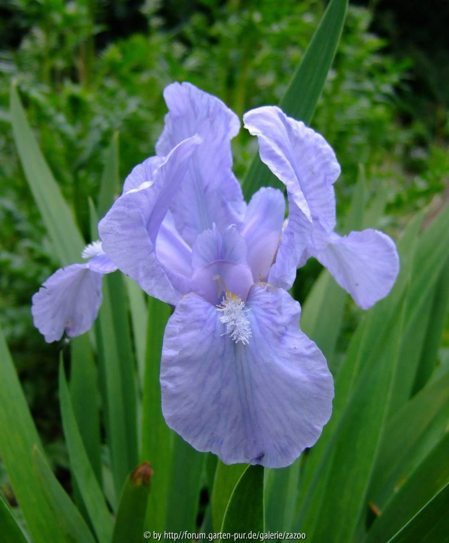 Iris barbata nana Little Saphire