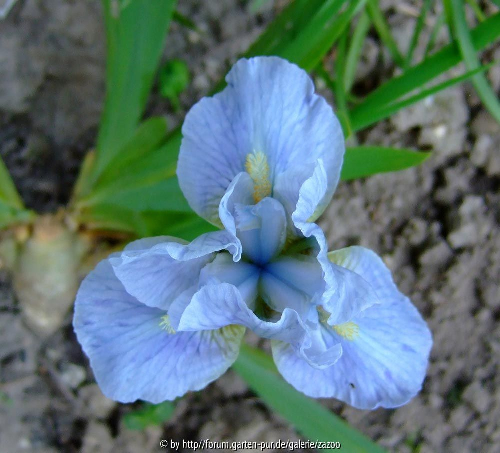 Iris barbata nana Clear Creek Draufsicht