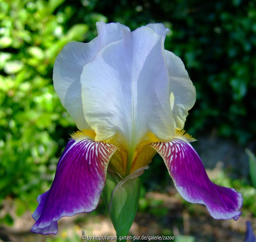 Iris barbata zweifarbige Unbekannte