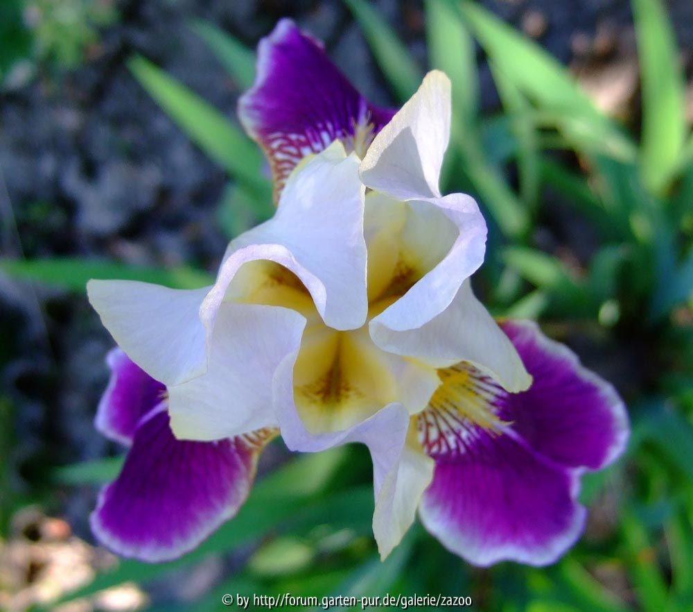 Iris barbata zweifarbige Unbekannte Draufsicht