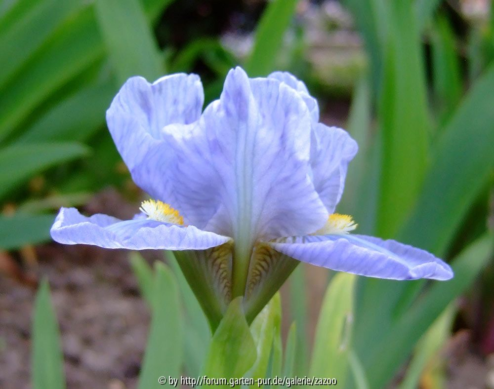 Iris barbata nana Clear Creek